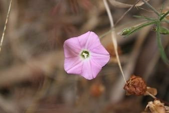 Kaniva旅游景点-Yanipy Nature Reserve