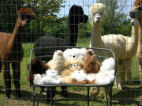Graystone Ridge Alpacas-Manheim必去景点