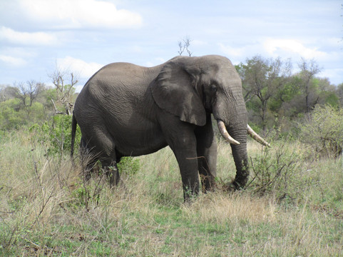 Safari's Direct-克鲁格国家公园必去景点