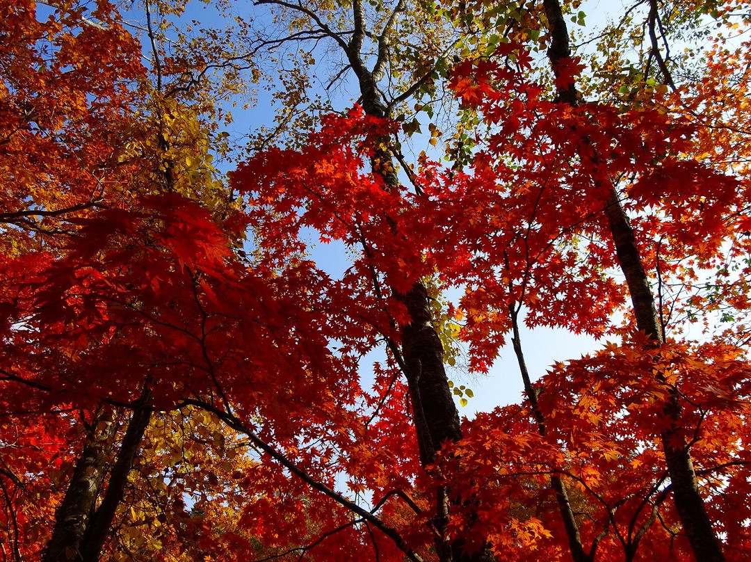 Lake Konumako-七饭町必去景点