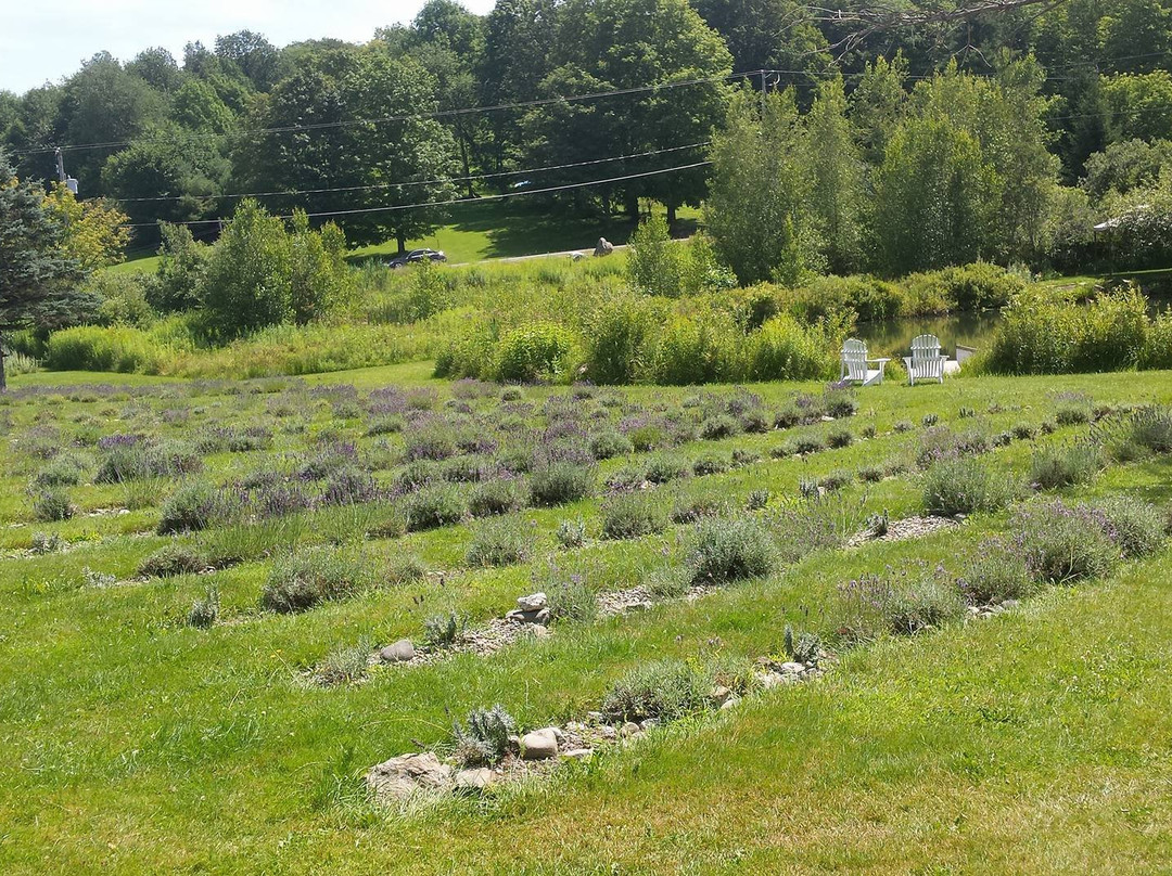 Joie de Lavande-Knowlton必去景点