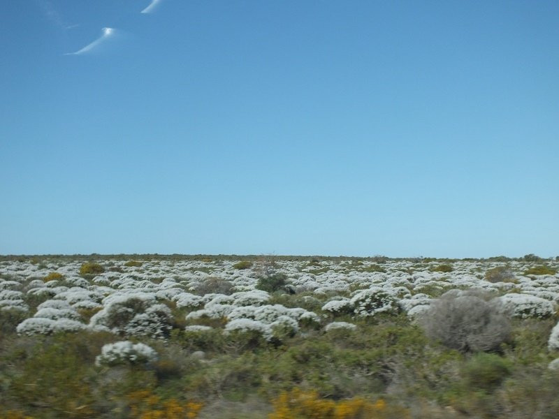 Australian Wildflower Tours景点图片