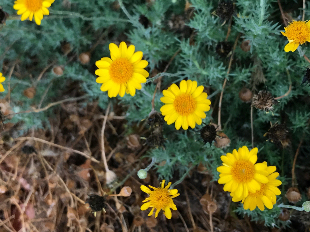 Spring Mountains National Recreational Area-Blue Diamond必去景点