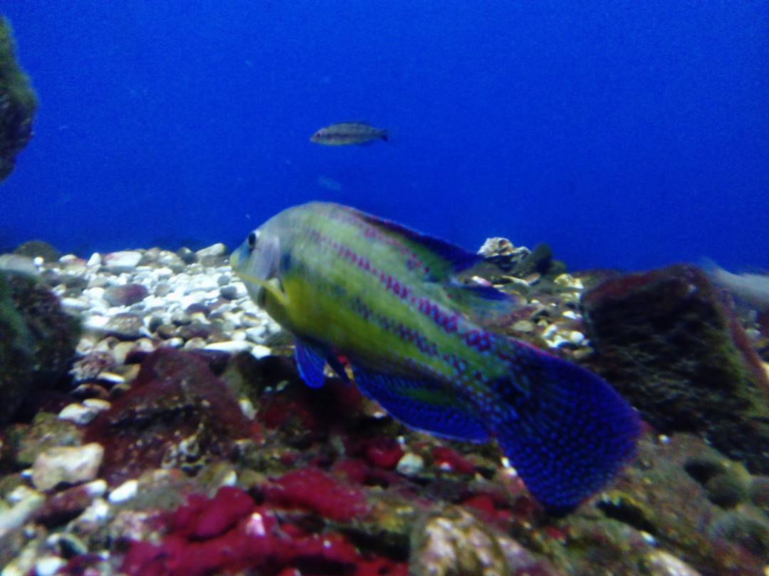 Adriatic aquarium Baška-Baska必去景点