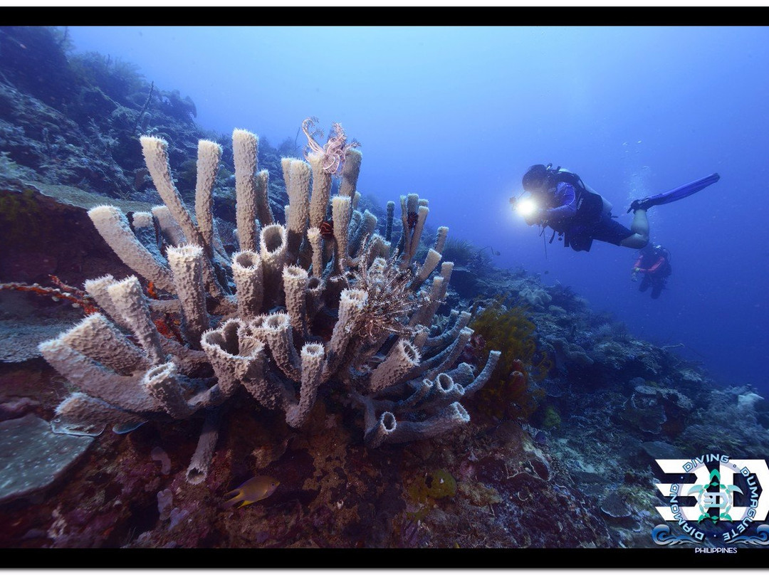3D Diving Sipalay景点图片