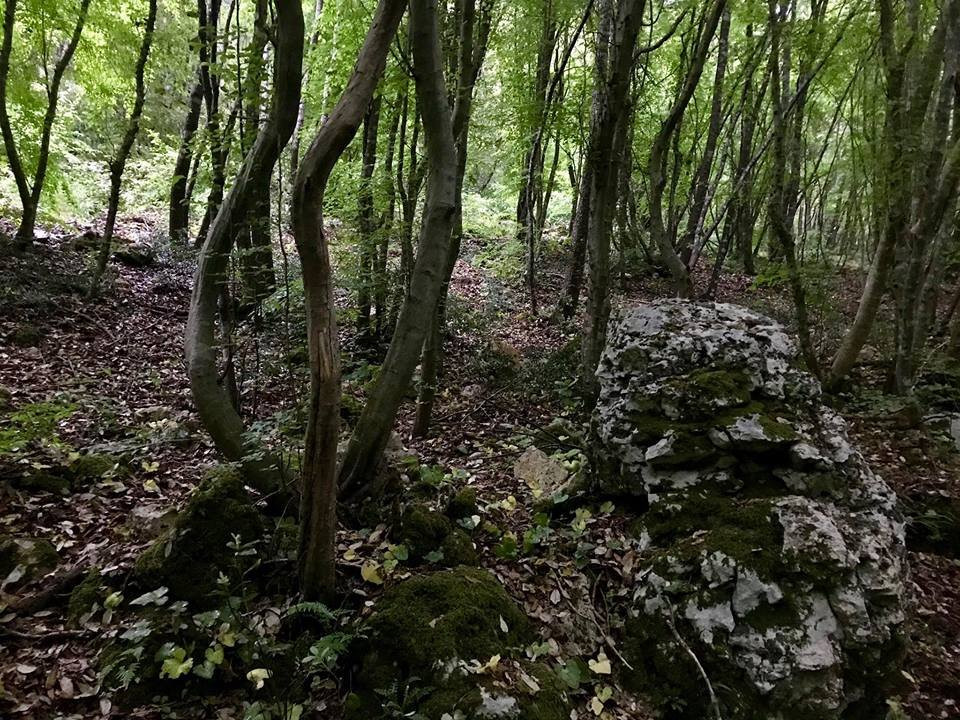 Bosco delle Pianelle Natural Reserve景点图片