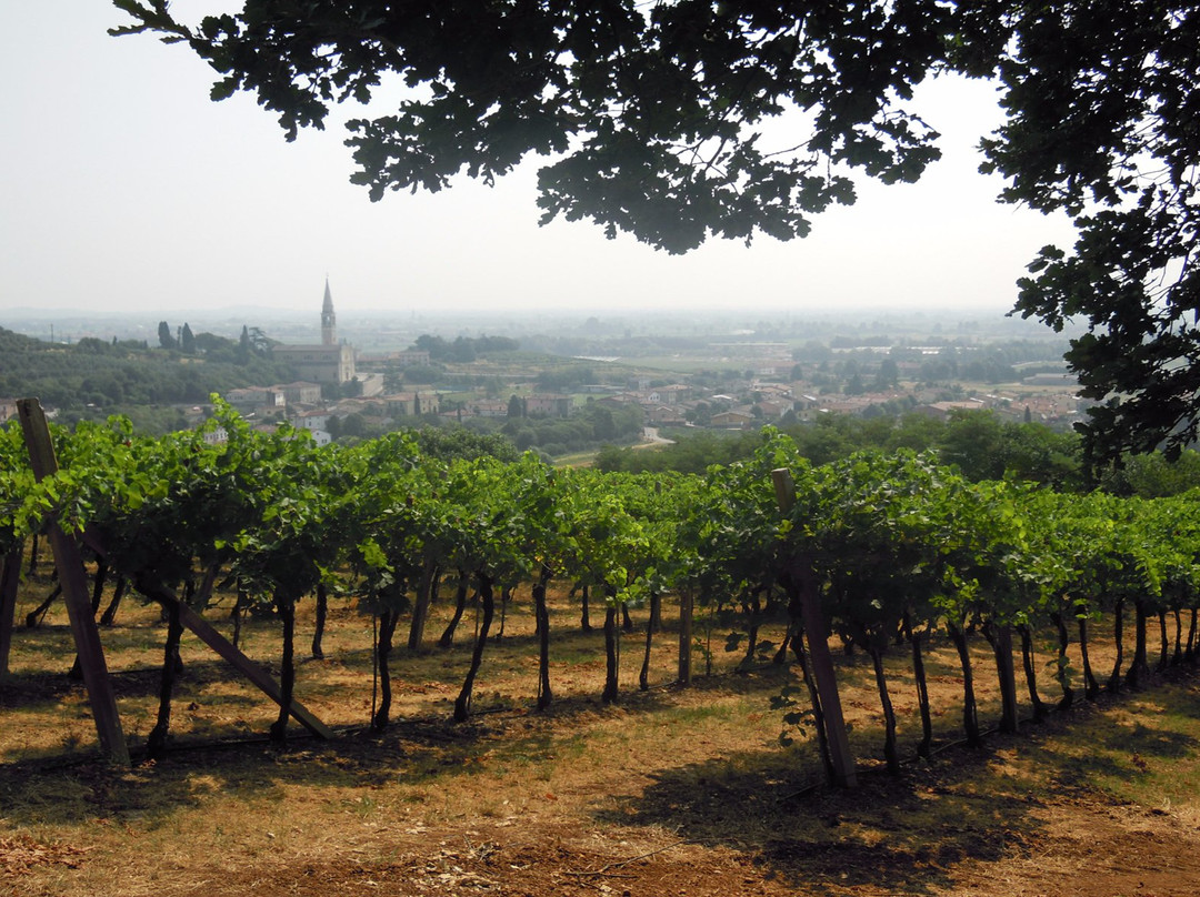 Cantina Nani 1967 - Tenuta Castello di Rubaro景点图片