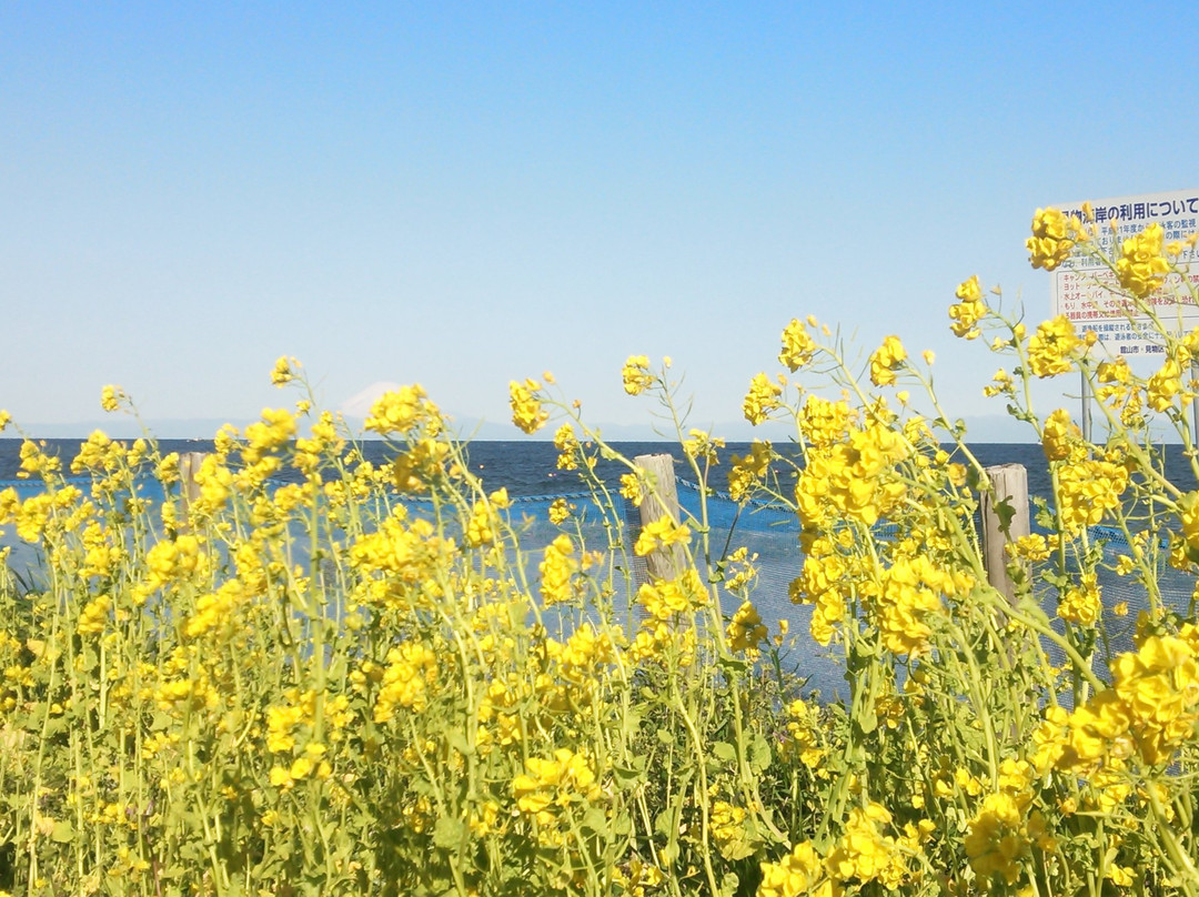 Boso Flower Line-馆山市必去景点