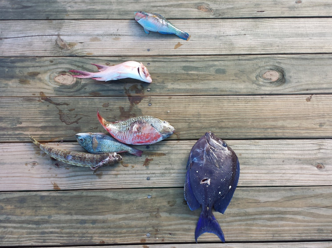 Spearfishing Puerto Rico-法哈多必去景点