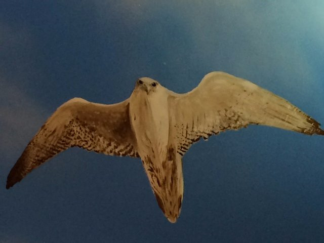 Falcon Museum-迪拜必去景点