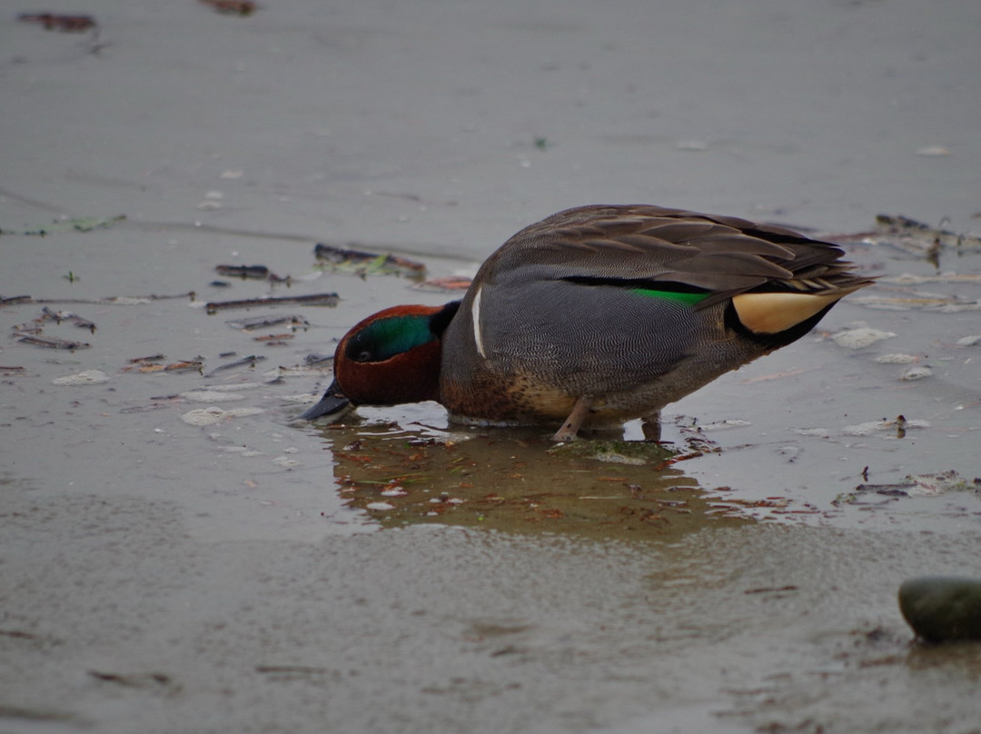 Maplewood Flats Conservation Area-北温哥华必去景点