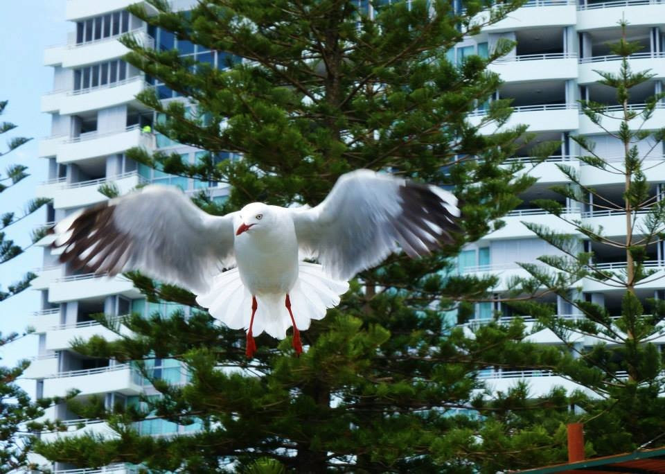 Harley Park-拉布拉多必去景点