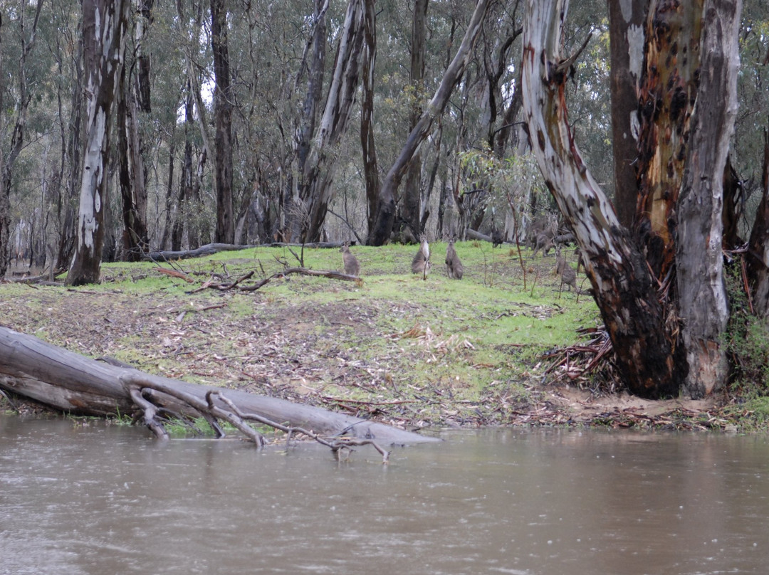 Kingfisher Cruises-Barmah必去景点