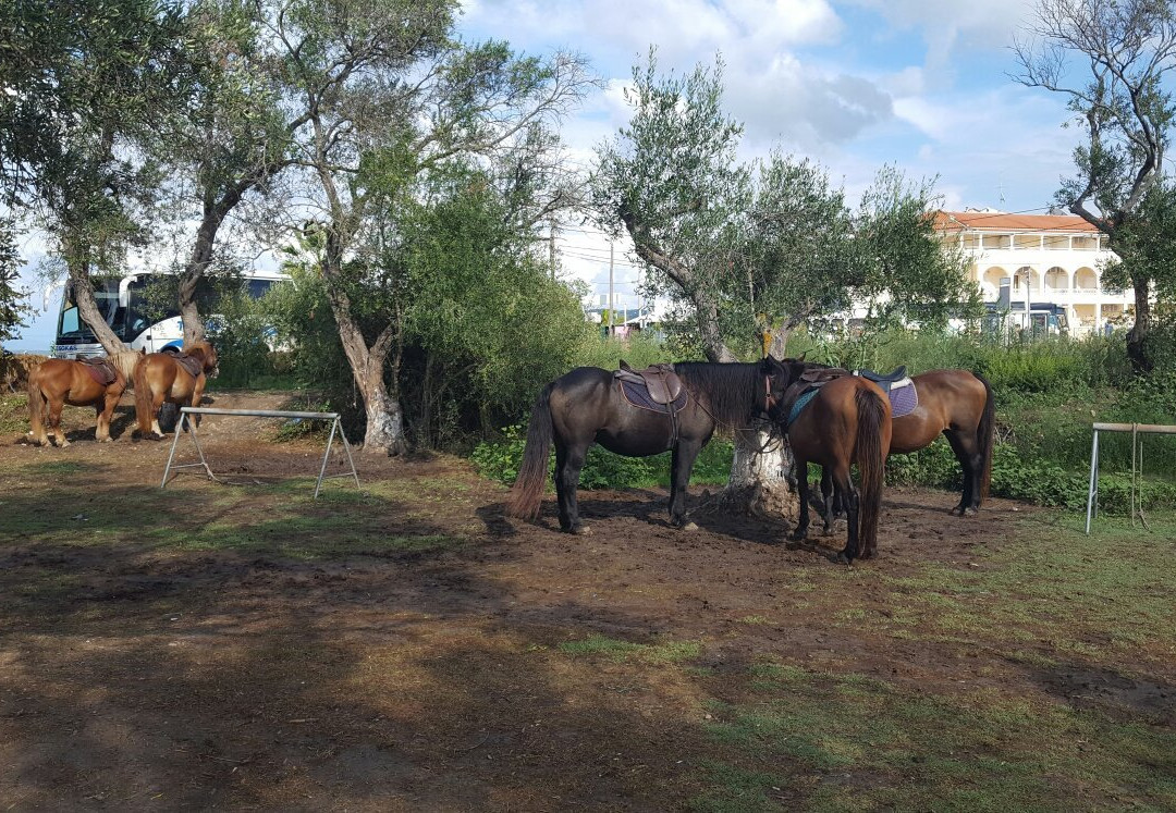 Kostas Horse Riding Corfu景点图片