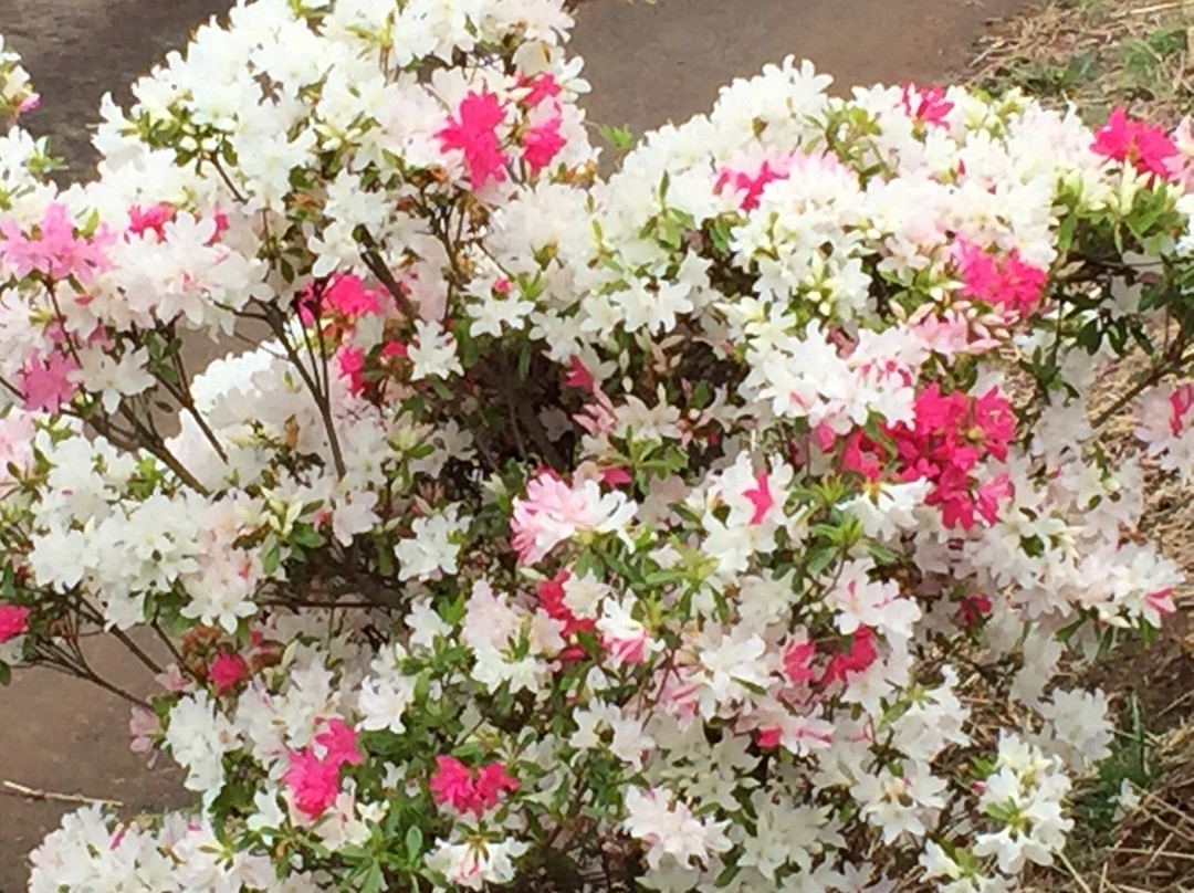 Kasama Azalea Matsuri-笠间市必去景点