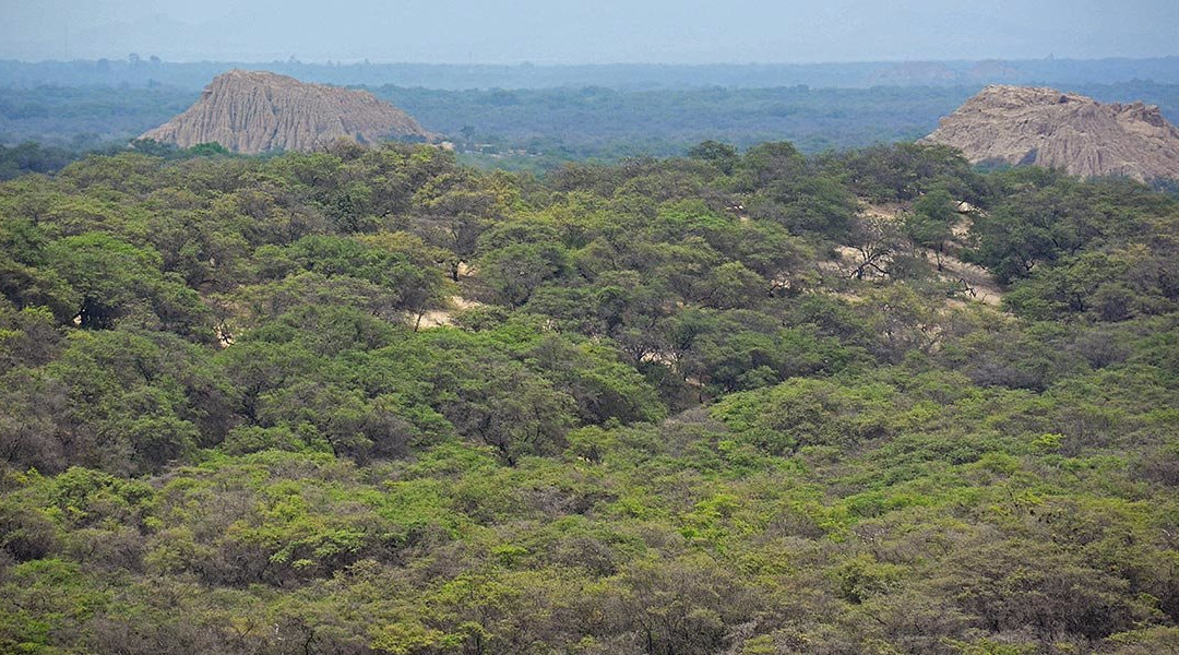 Santuario Histórico Bosque de Pómac-Ferrenafe必去景点
