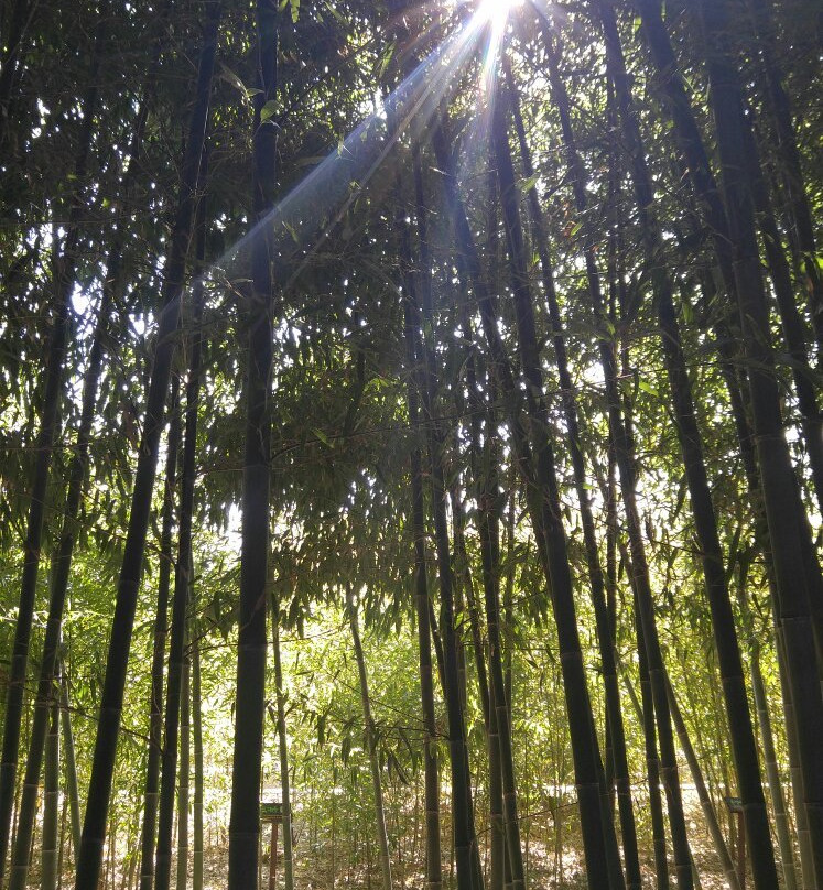 Korea Bamboo Museum-潭阳郡必去景点