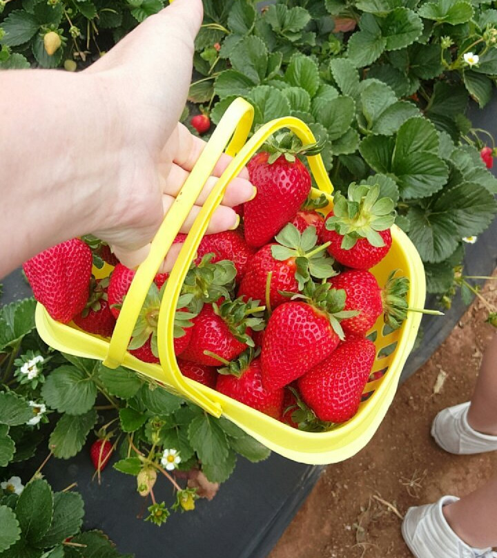 Kenny's Strawberry Farm-Fallbrook必去景点