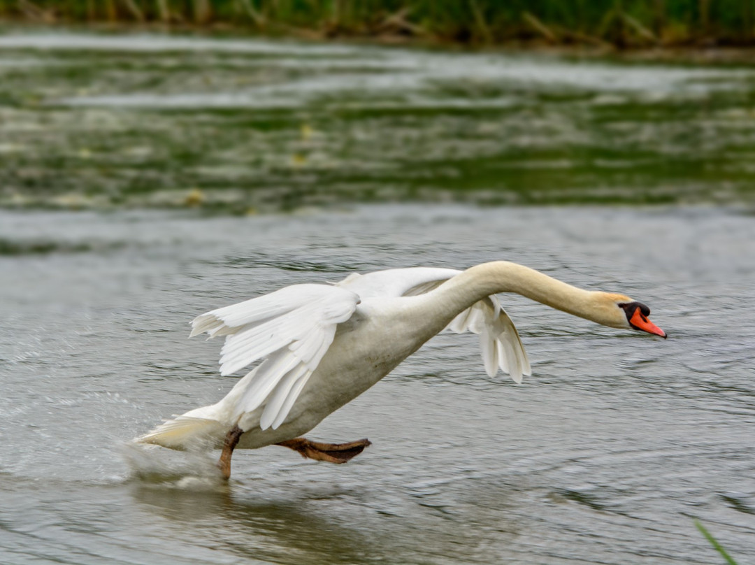 McLaughlin Bay Wildlife Reserve-奥沙瓦必去景点