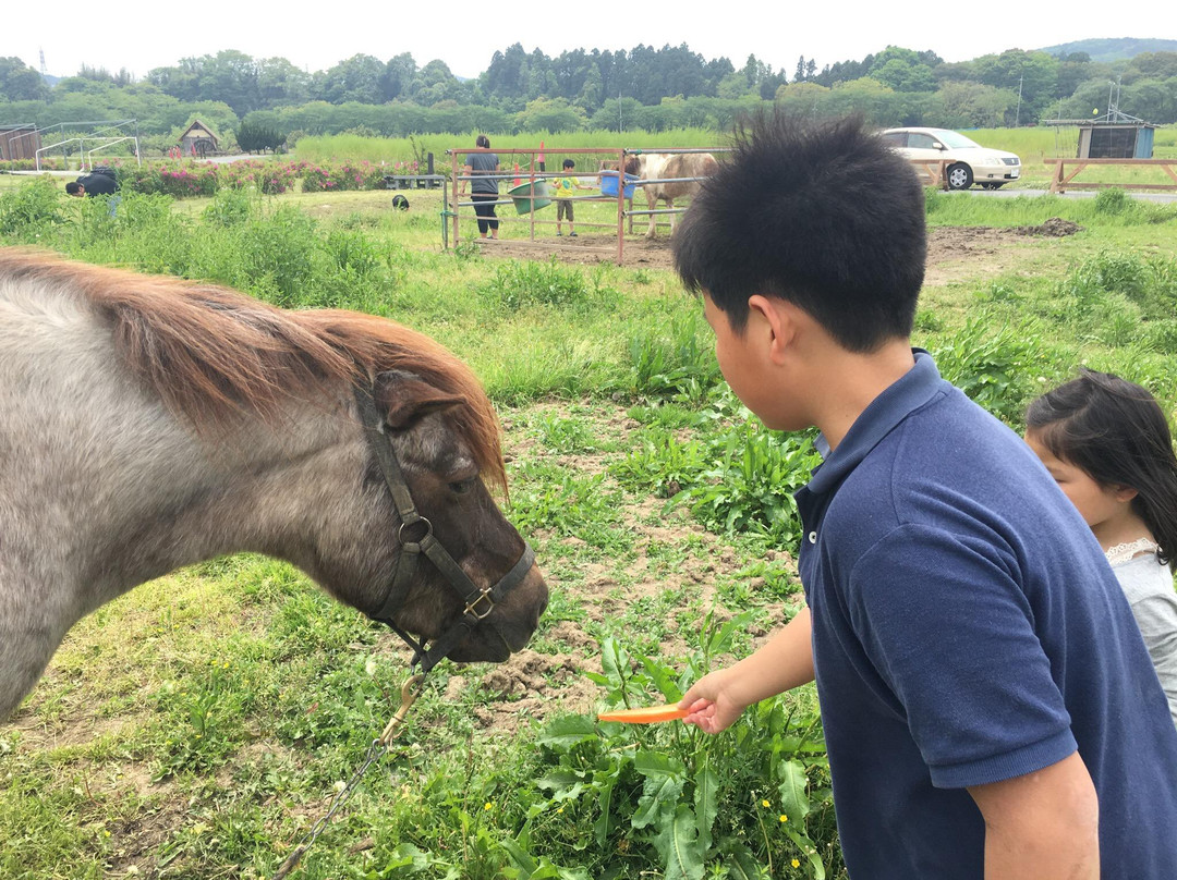 Sashima Horse Farm-日高市必去景点