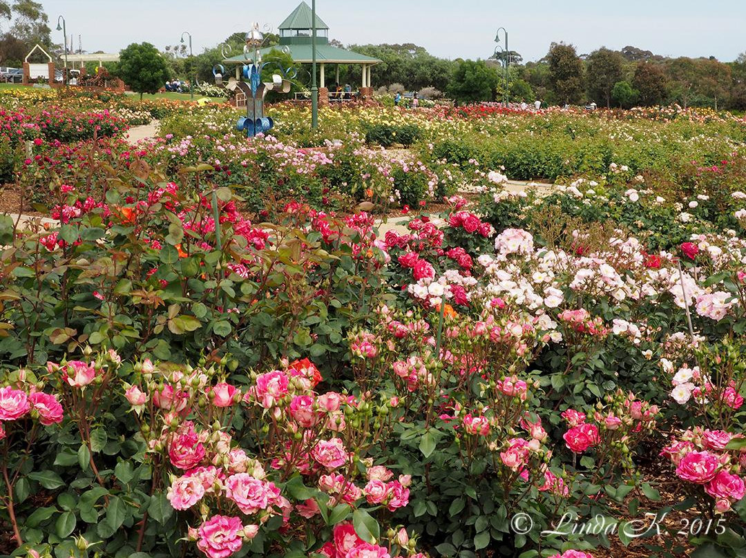 Mornington Botanical Rose Gardens景点图片