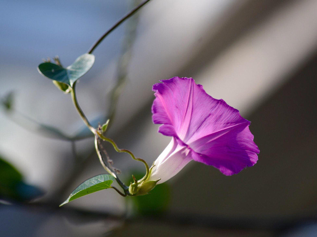 Himi SeasudeBotanical Garden-冰见市必去景点