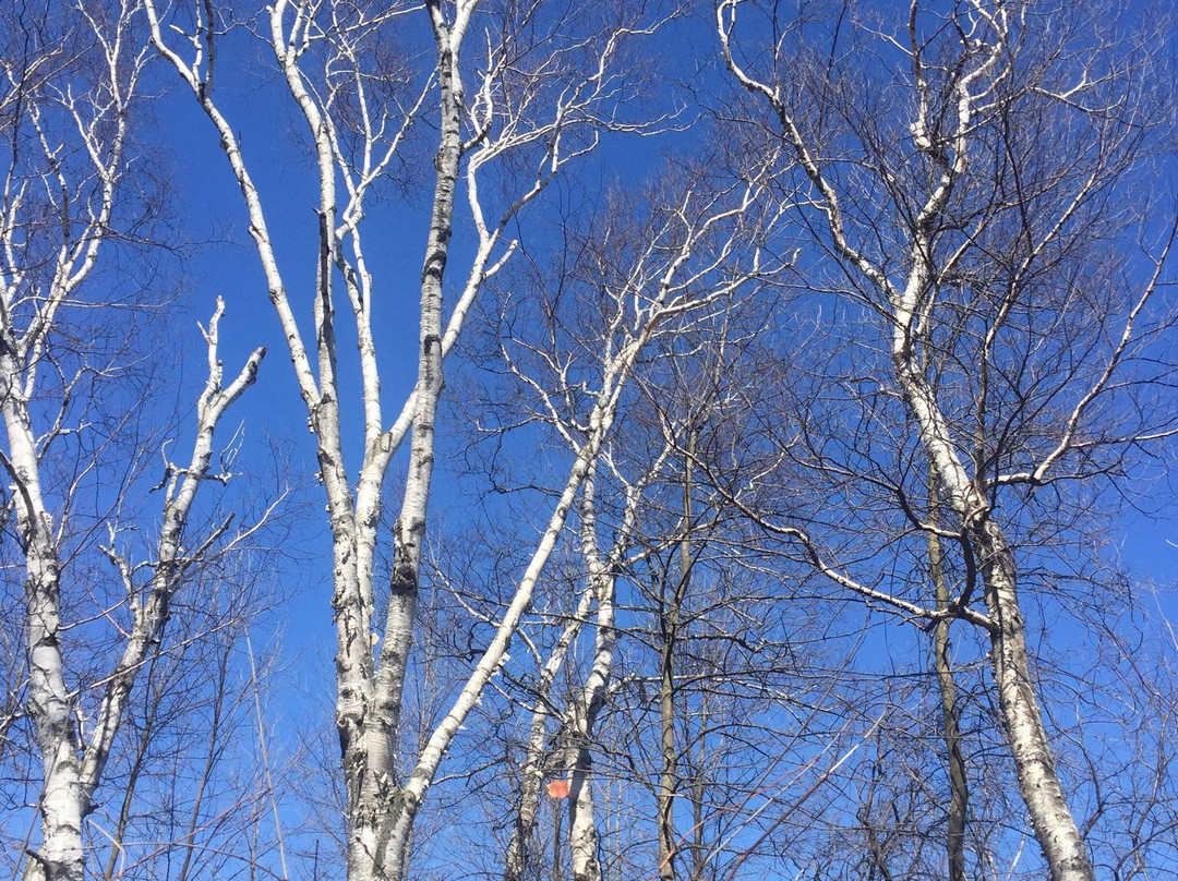 Heber Down Conservation Area-Whitby必去景点