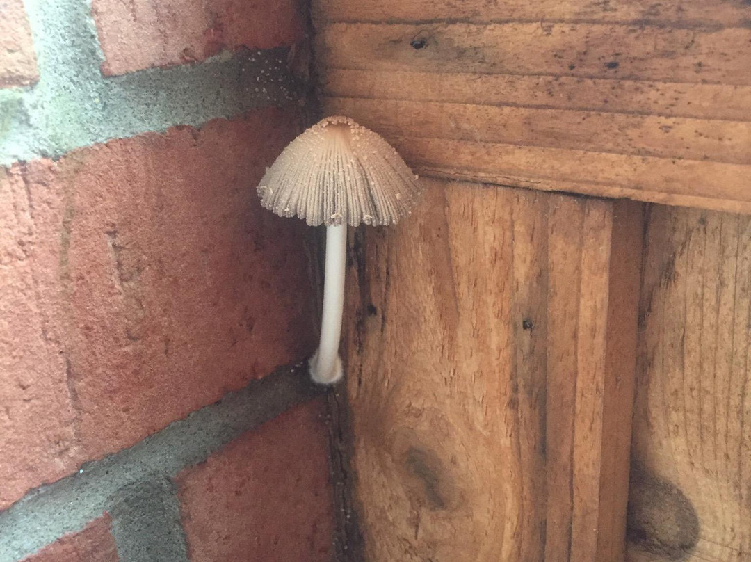 Amerihost Inn & Suites - Fulton主图