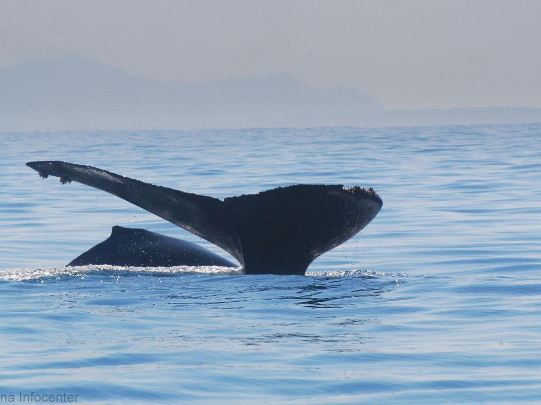 Ballena Infocenter景点图片