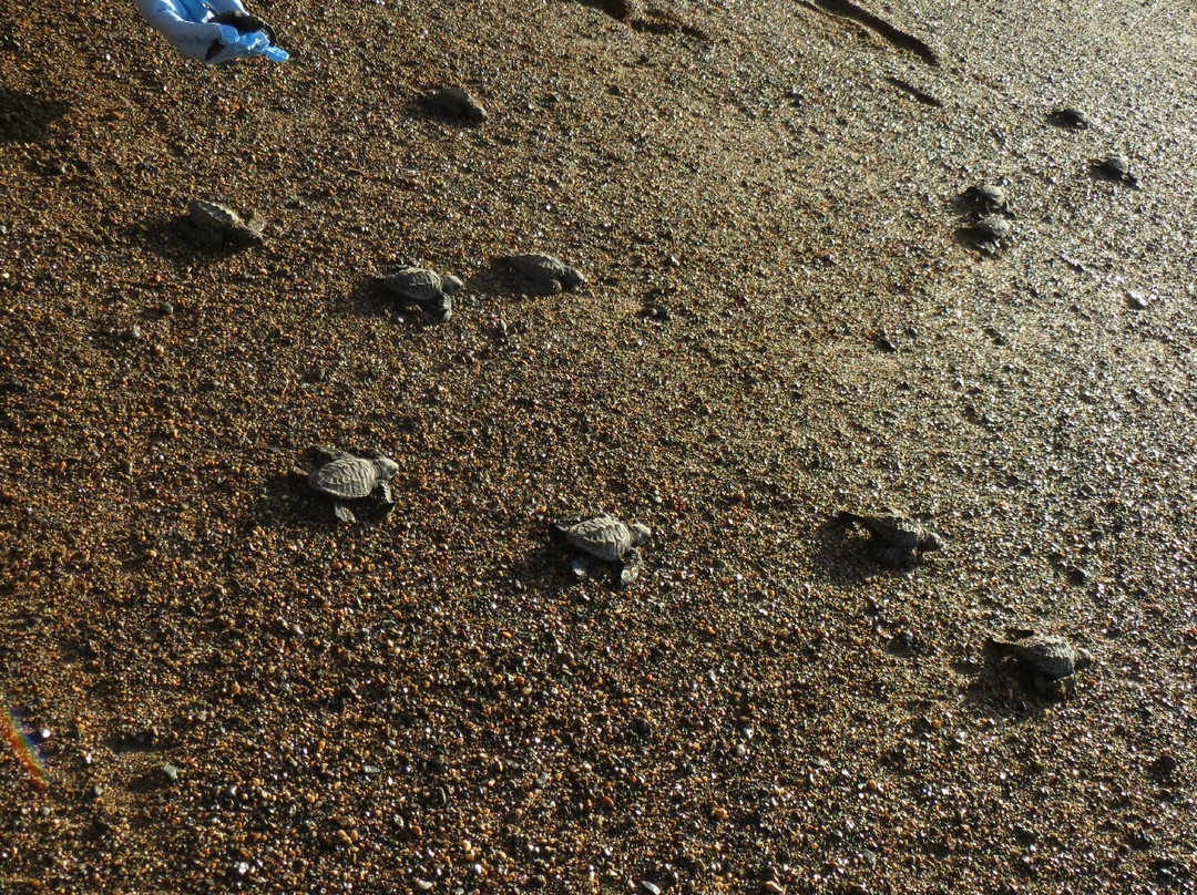 Rio Claro Aventuras Eco-Tours景点图片