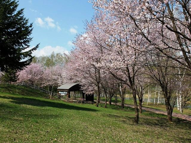 Higashikagura Forest Park-东神乐町必去景点