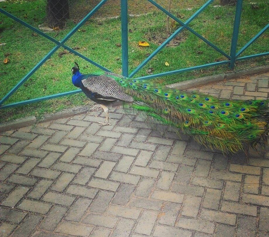 Horto Florestal De Limeira-Limeira必去景点