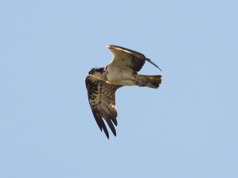 Rutland Water Nature Reserve (Anglian Water Bird Watching Centre)-奥克姆必去景点