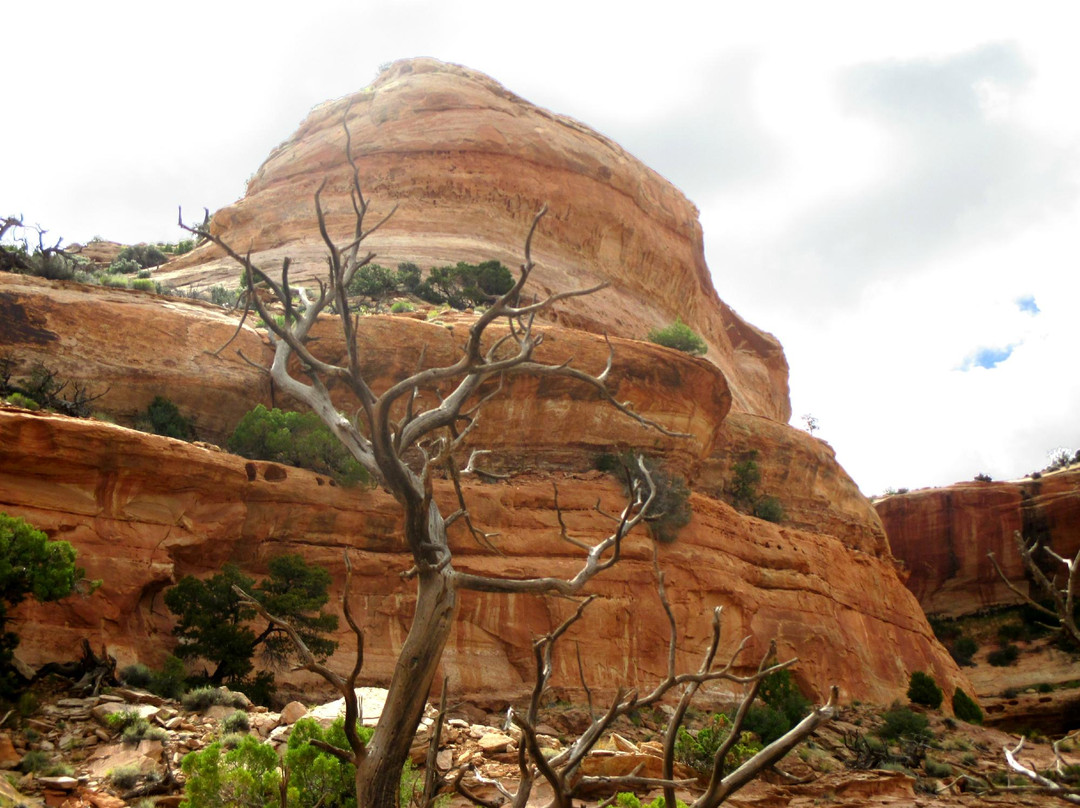 Neck Spring Trail-峡谷地国家公园必去景点
