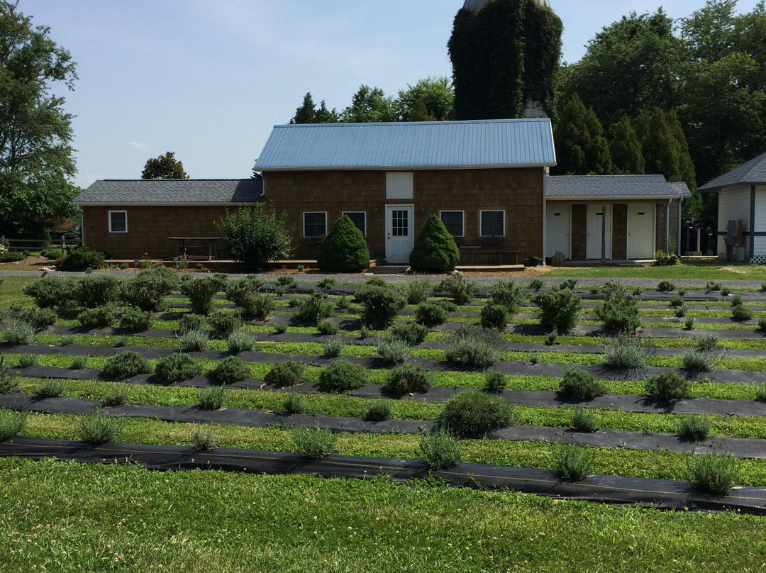 Lavender Fields Farm-Milton必去景点