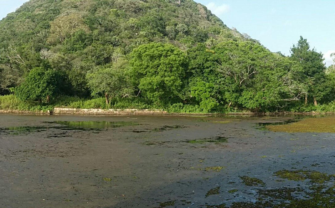 Kalu Diya Pokuna Natural Black Water Pond景点图片
