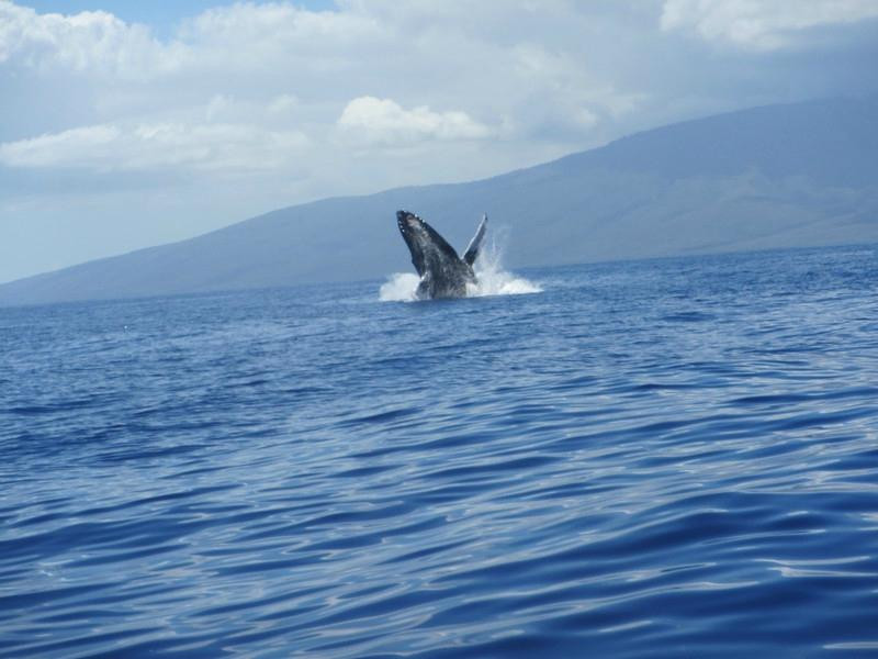 Jean-Michel Cousteau's Ambassadors of the Environment-卡普鲁亚必去景点