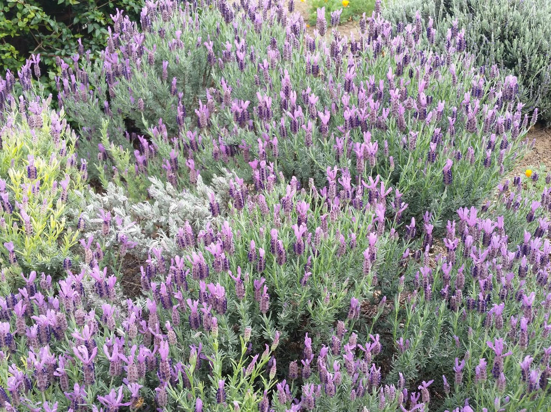 Big Dog Vineyards-米尔皮塔斯必去景点