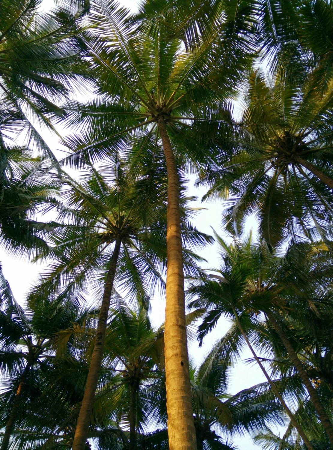 Pratima Beach Resort-客卧