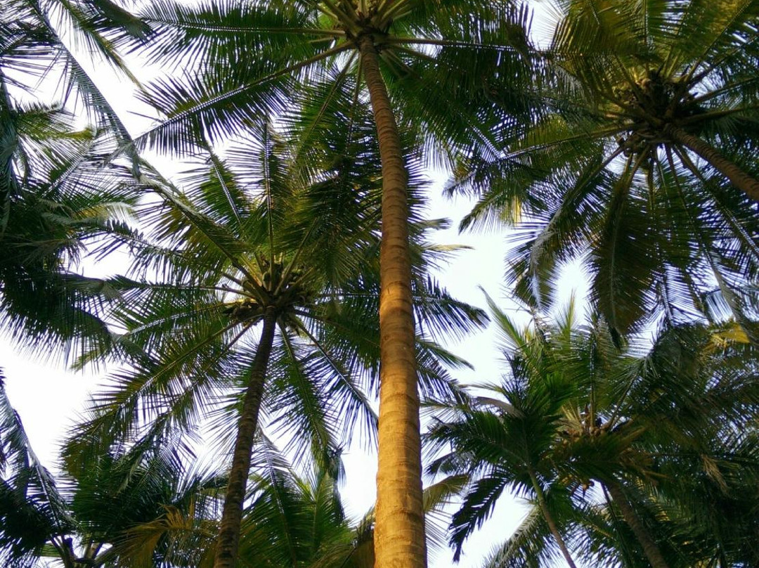 Pratima Beach Resort主图