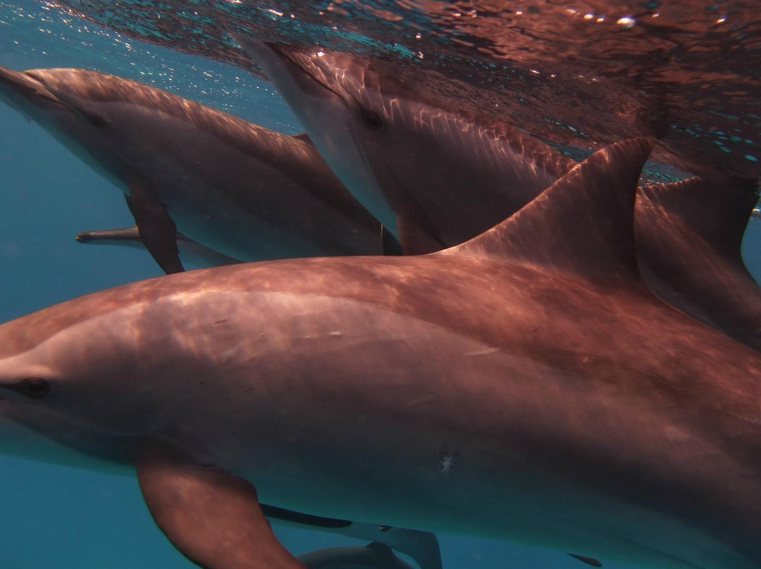 Sataya Dolphin Reef-马萨阿拉姆必去景点