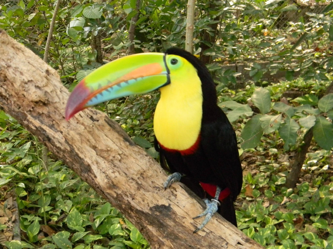 Costa Rica in Travel Group-Playas del Coco必去景点