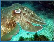 Barracuda Diving India-巴格海滩必去景点