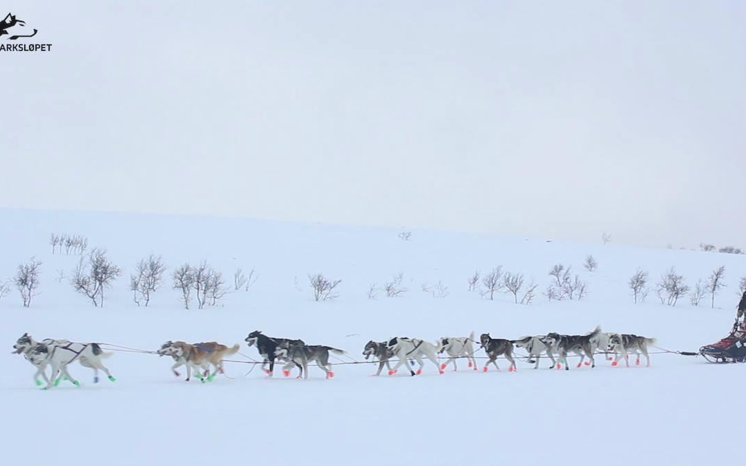 Alaskan Team景点图片