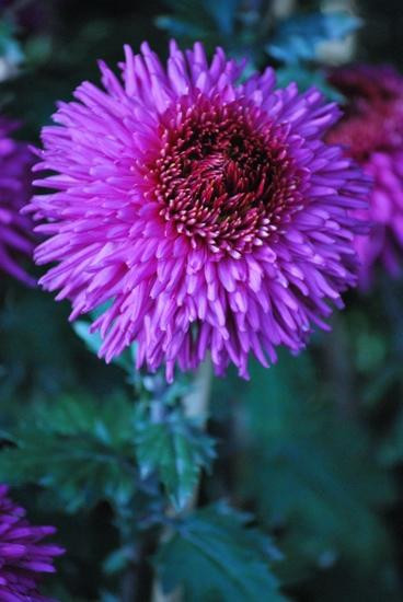 Terraced Garden-昌迪加必去景点