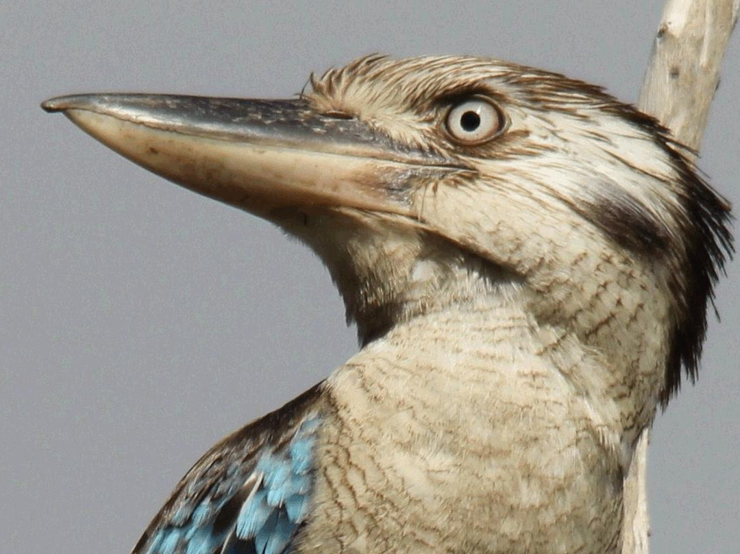 Birdwatching Tropical Australia-Mossman必去景点