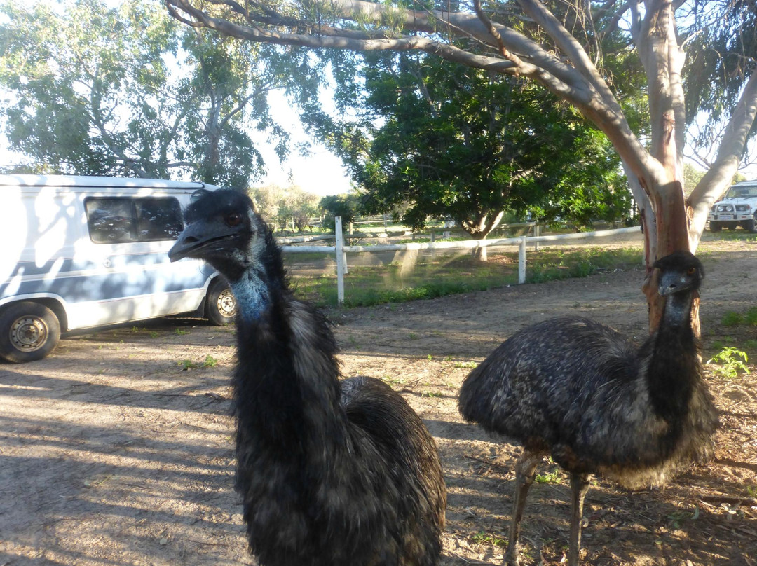 Waminda Wildlife Sanctuary-杰拉尔顿必去景点