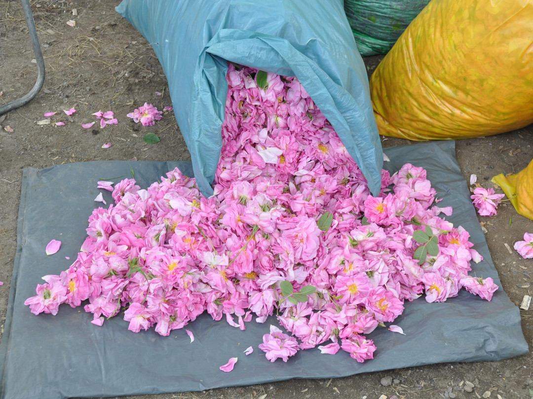Valley of Roses-Stara Zagora Province必去景点