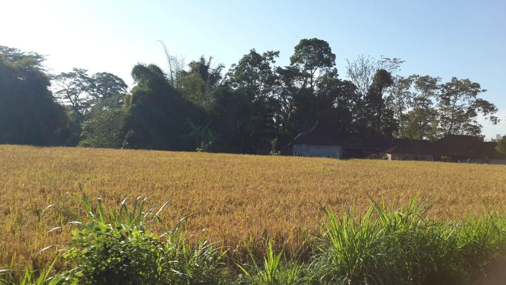 Bali Hideaway Bike-佩艳艮必去景点