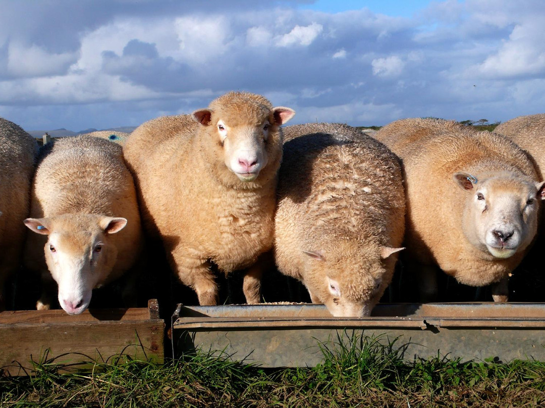 Corran Farm Bed & Breakfast主图